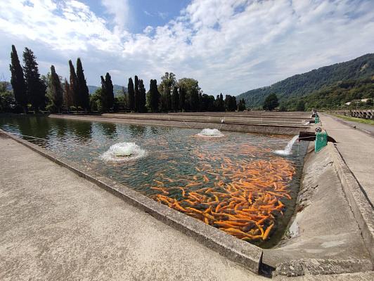 В Сочи вывели новую породу форели