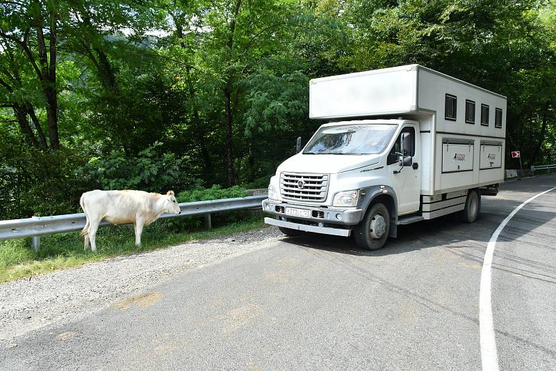 В Сочи проводится работа, предупреждающая безнадзорный выгул сельхоз животных