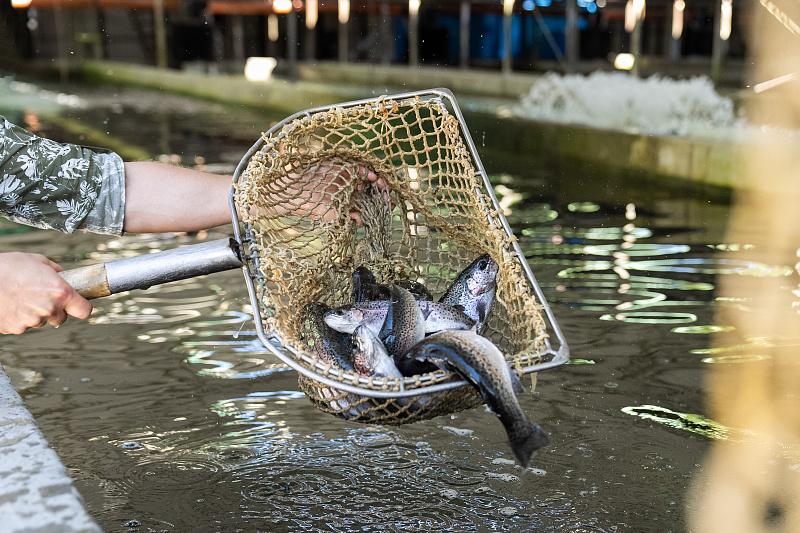 Производство достигло своего пика: куда расширят форелевое хозяйство в Сочи
