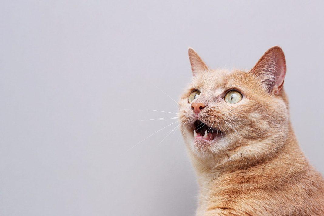 Главная душнила — это ты: астролог назвала знаки Зодиака, способные довести до белого каления