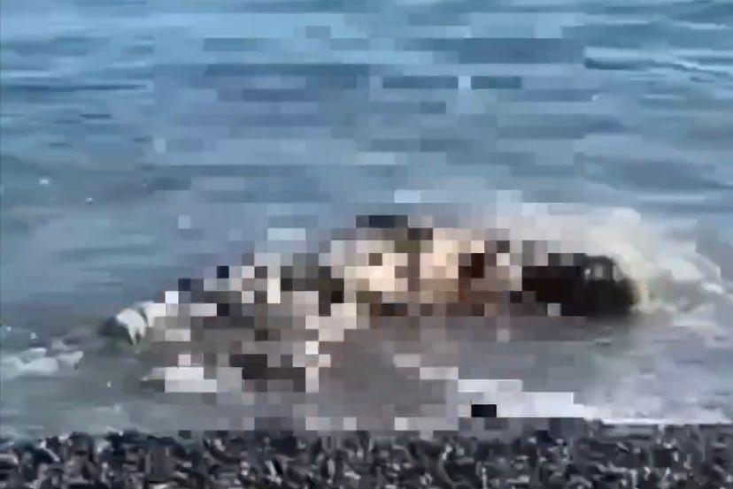 Разложившееся тело на берегу моря в Абхазии: прокуратура установила личность человека, чьи останки обнаружили на пляже в Сухуме (Видео)