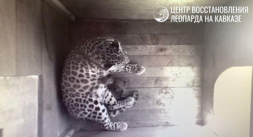 У пары из Сочи родился необычный, пятнистый малыш (Видео)