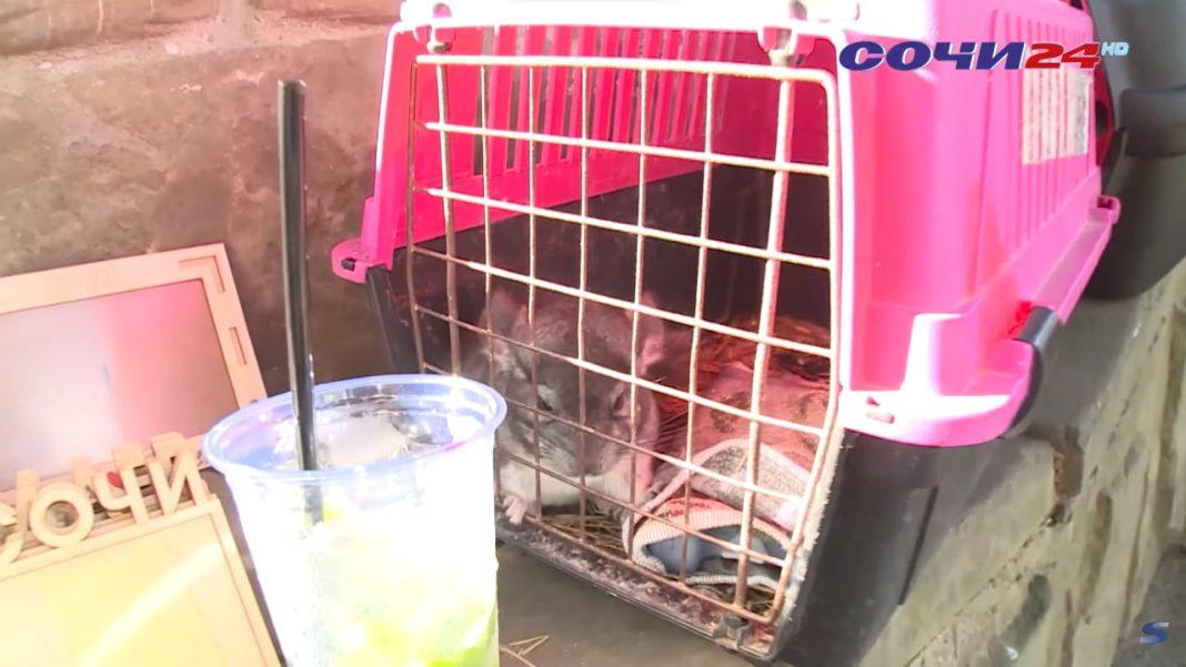 Срок жизни, как у бабочки: почему фотографироваться с животными в Сочи теперь немодно? (Видео)