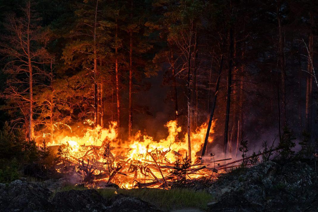 Бдительность не повредит: в Сочи ожидается высокая пожароопасность