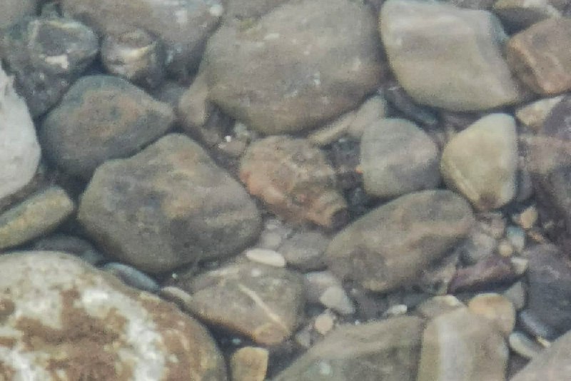 Артефакт смертельной истории: граната времен ВОВ обнаружена в устье реки Сочи