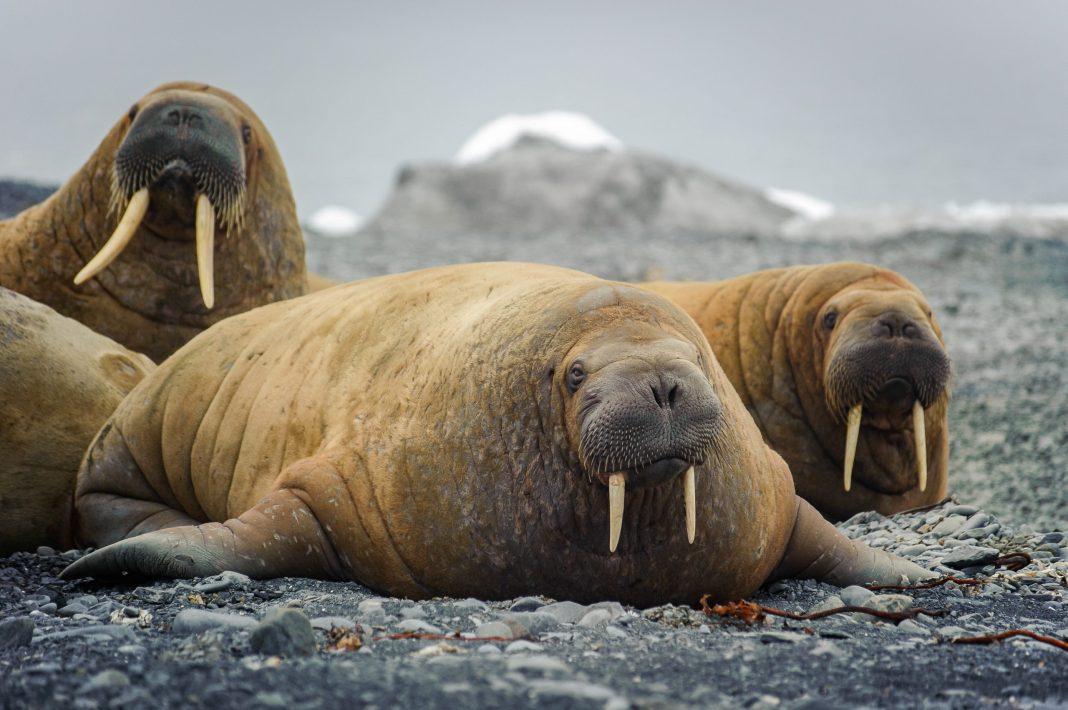 Камчатка или Исландия: россиянин рассказал, куда лучше поехать любителям северной природы