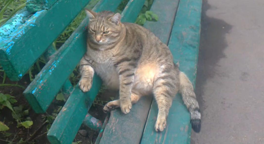 «Самый толстый кот России» умер во Всемирный день кошек (видео)