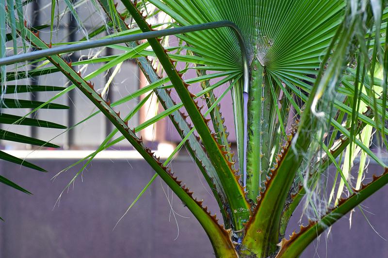 В бюджете Сочи заложили 20 млн рублей на важную миссию: причем тут пальмы курорта?