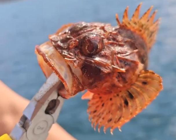 «Рыба, прости»: отдыхающие в Сочи выловили из Черного моря нечто опасное и ядовитое и собрались сварить из этого уху (видео)