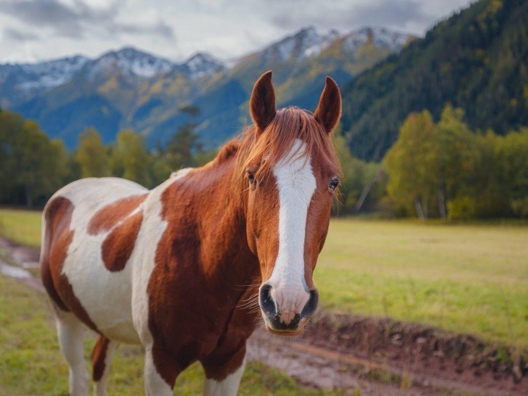 За чем туристы едут на Кавказ осенью?