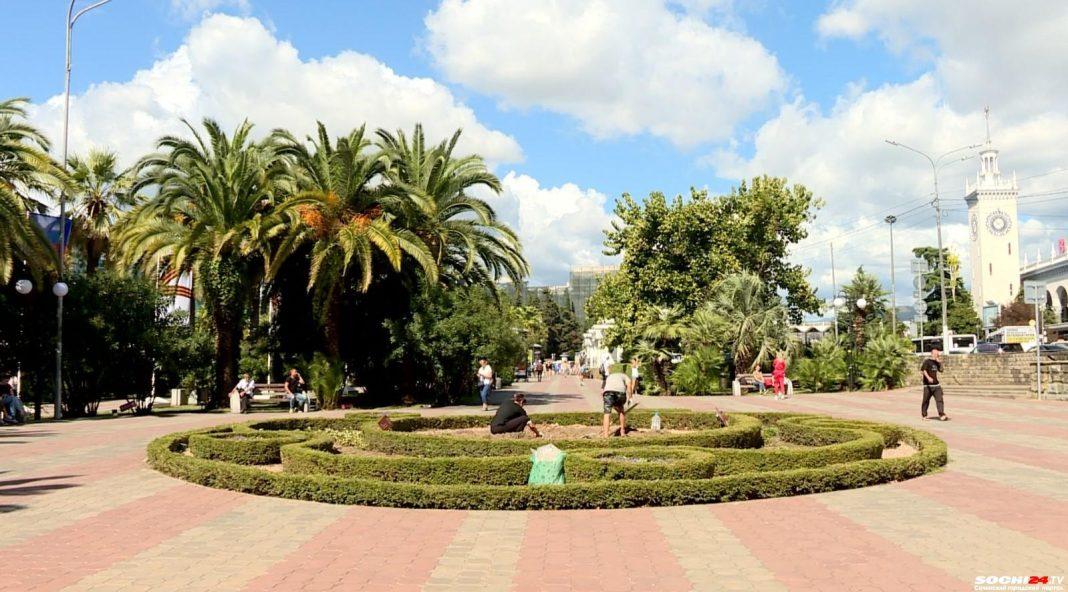 В Сочи у ЦУМа спилили знаменитую пальму: посадят ли там другое дерево?