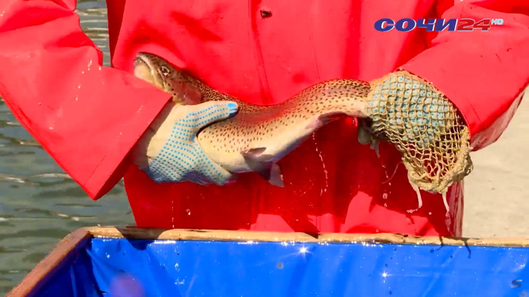 «Дойка» самок: в форелевом хозяйстве Сочи начали добывать икру (видео)