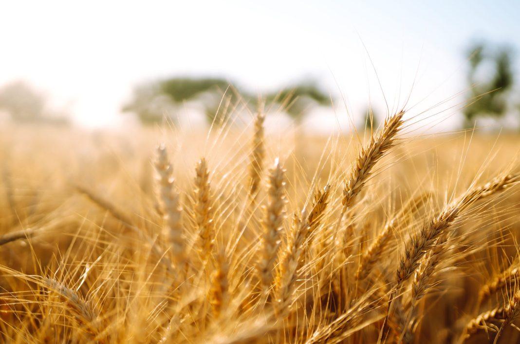 Сегодня 86 лет со Дня образования Краснодарского края: с чего все началось?