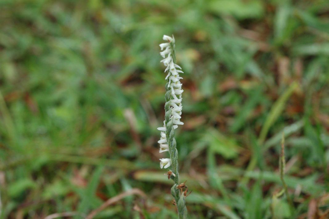 Природа решила удивить: в Сочи в конце октября зацвели редкие краснокнижные орхидеи