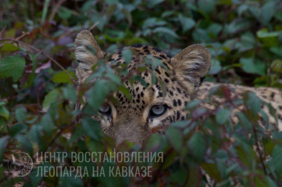 4 октября отмечают Всемирный день защиты животных