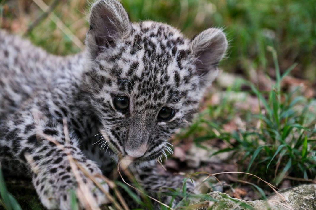 Маленький герой большого леса: спасенный котенок переднеазиатского леопарда Умка изменит будущее вида