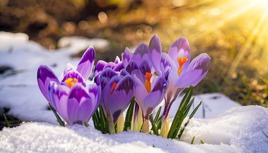 Ничто не может остановить высадку цветов в Сочи — даже близость ноября