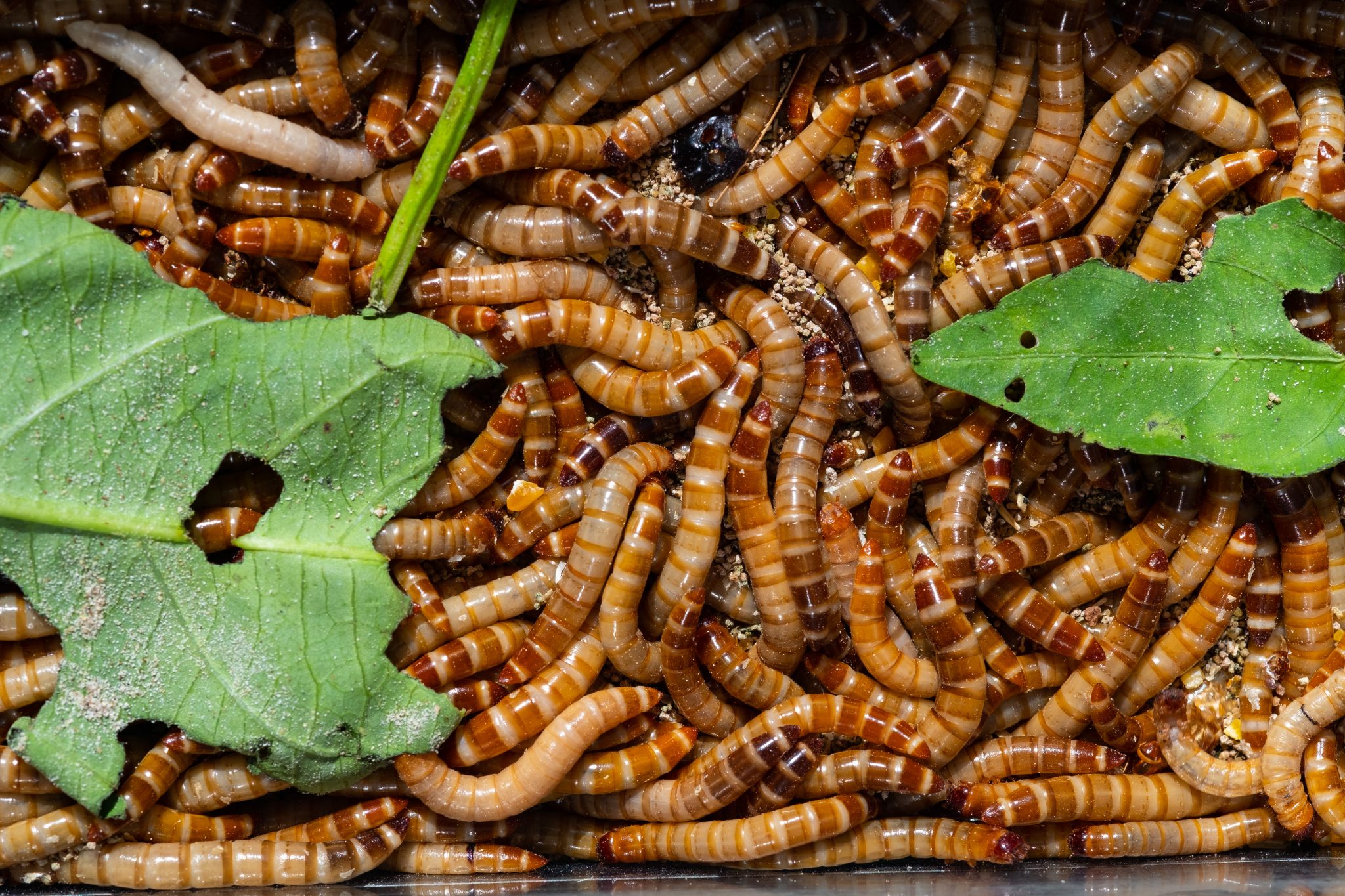 Питание личинки. Кормление личинок. Mealworms.