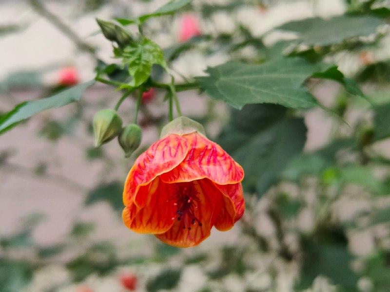 В Сочи расцвел цветок родом из Южной Америки 