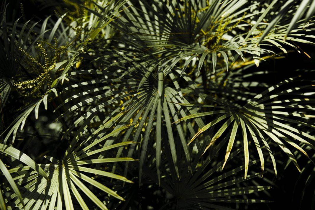 В Сочи открылся пальмовый питомник