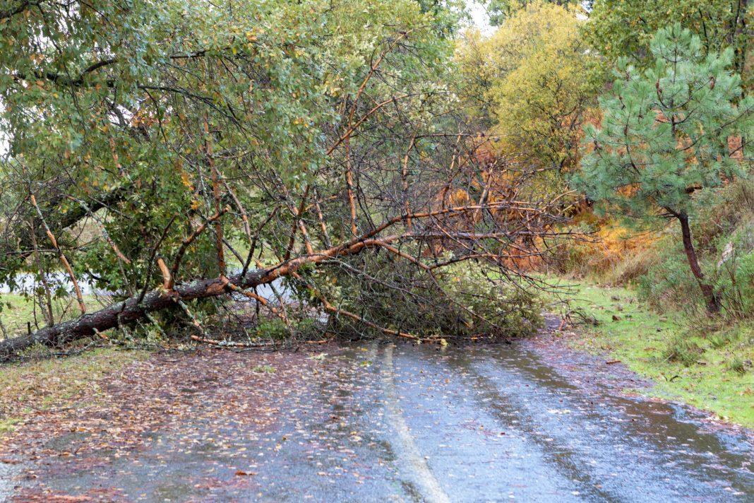 Жертва шторма: в Сочи погиб мужчина