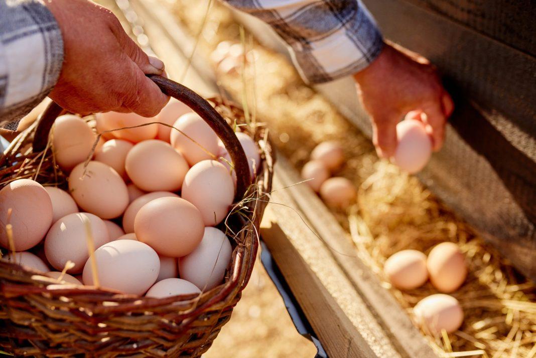 На юге России могут появиться куриные яйца из Турции