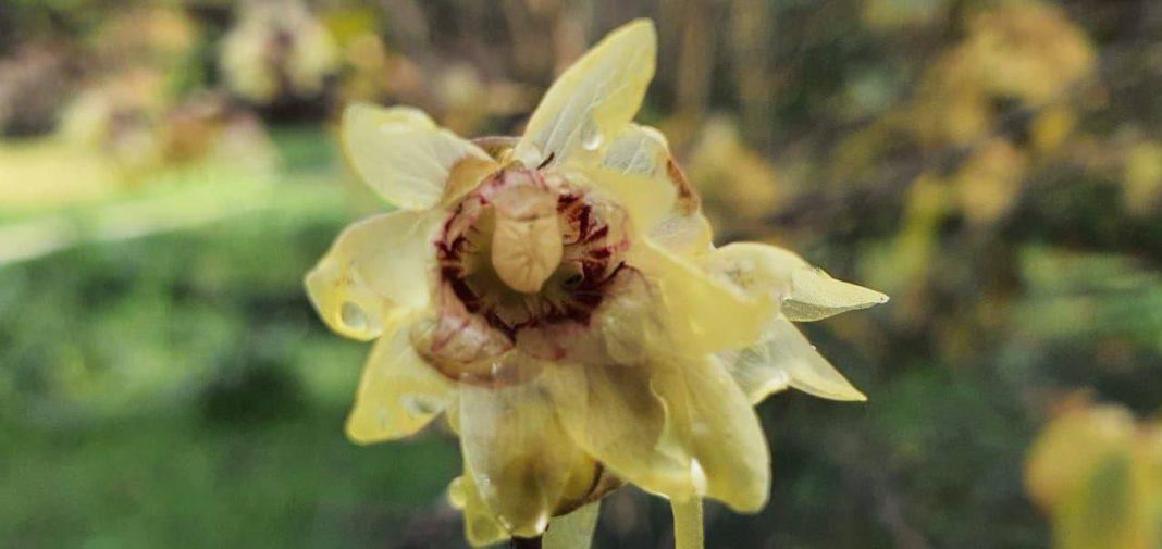 В Сочи зацвел «ледяной» цветок