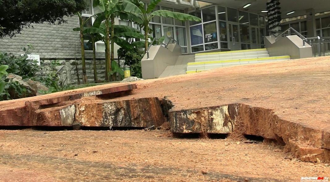 В центре Сочи совершенно здоровые платаны признали гнилыми и уничтожили: СОЧИ24 выяснил, что на самом деле произошло рядом с колледжем искусств