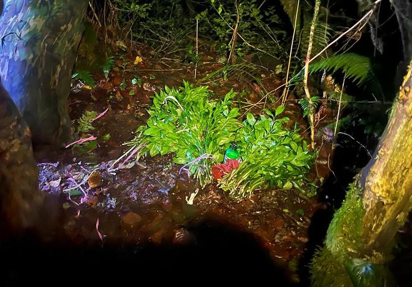 Распил на 16 миллионов: в Сочинском нацпарке произошло одно из крупнейших нарушений