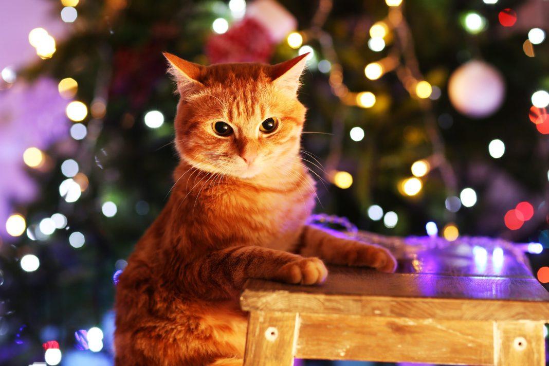 В России могут сократить рабочие дни в преддверии Нового года