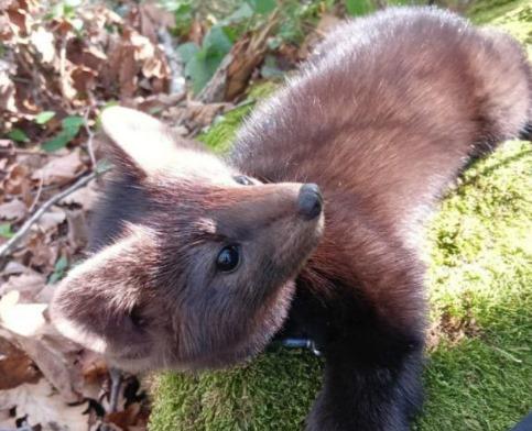 Жительница Сочи потеряла соболя по кличке Форза: домашний зверек вырвался из шлейки