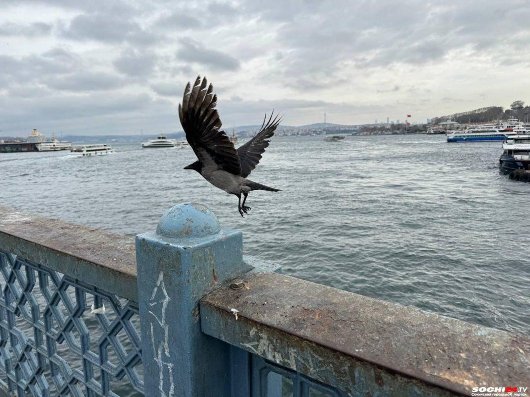 «Куда смотрит Эрдоган? Нам в России такое не снилось»: россиянка показала цены на продукты в супермаркете в Турции