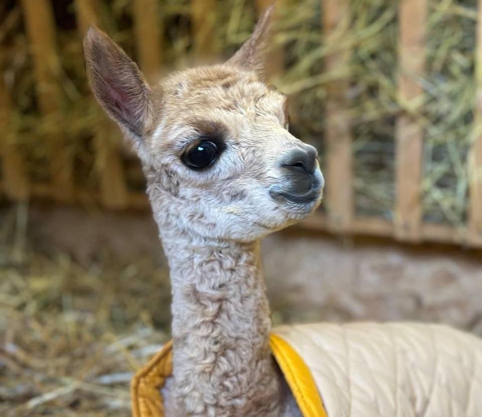 В Сочи появилась первая коренная альпака