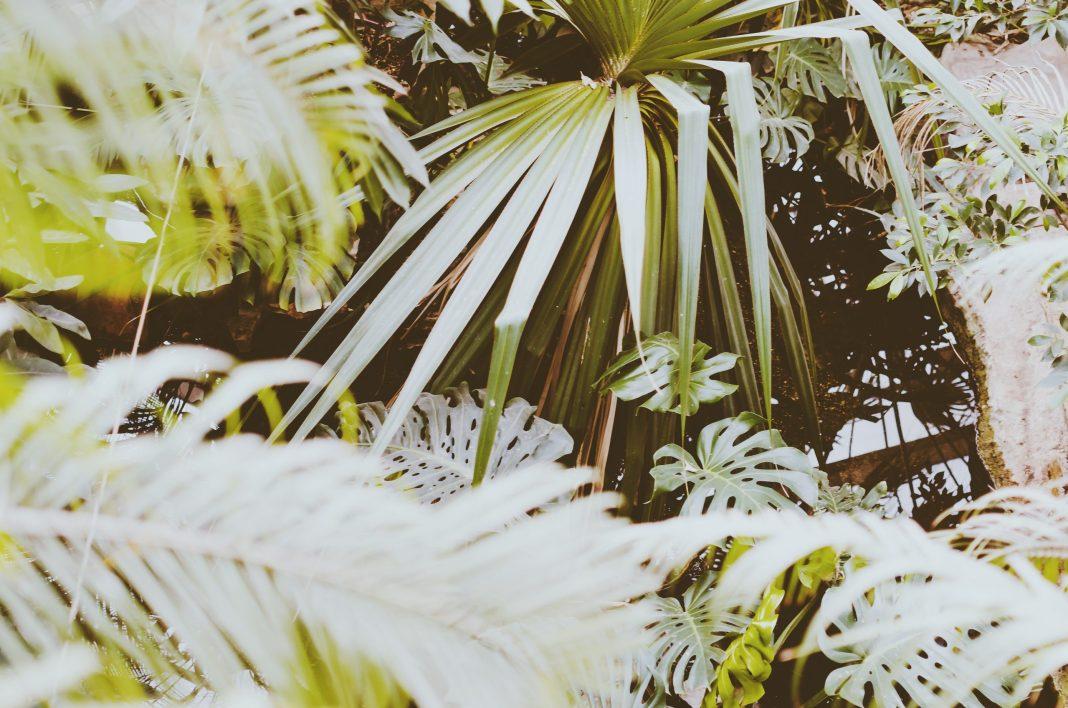 Один из курортов Абхазии закрыли из-за сильного снегопада