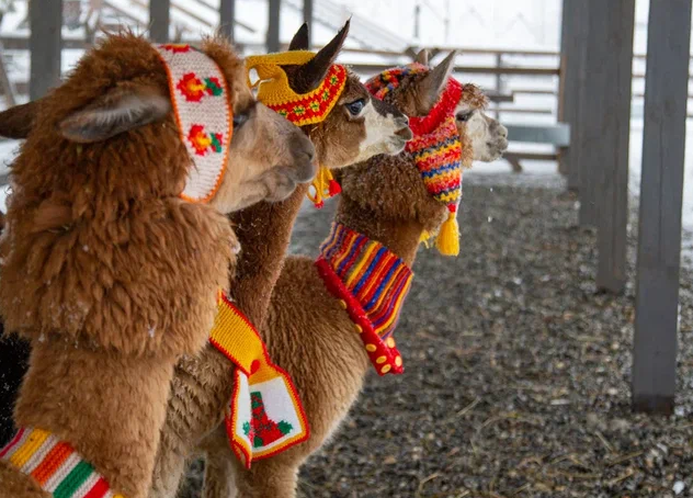 Альпакам на курорте «Роза Хутор» подарили новогодние шапки