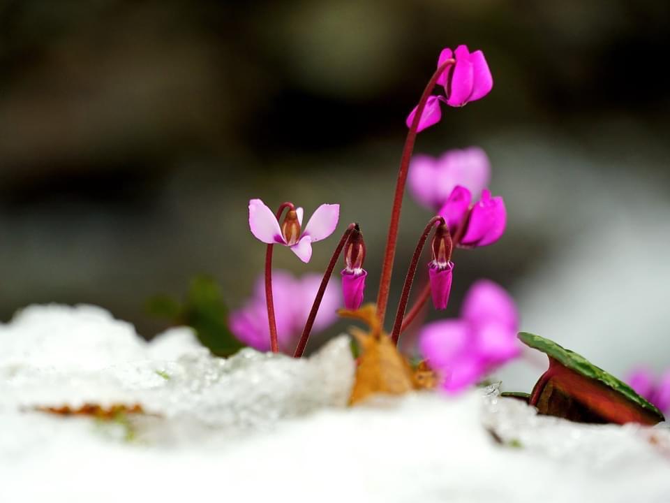 В Сочи распустились первоцветы, пережившие Ледниковый период