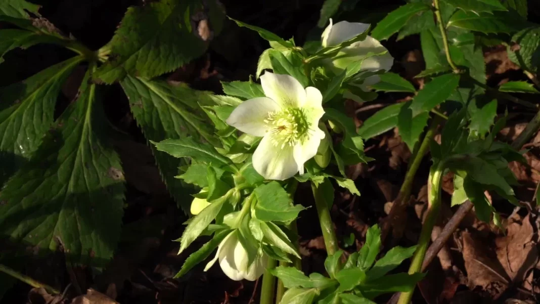 В Тисо-самшитовой роще расцвели предвестники весны