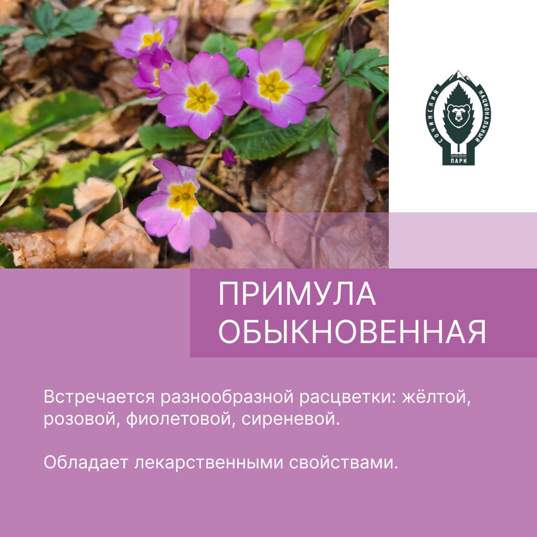 В Сочи распустились первоцветы, пережившие Ледниковый период - Городской  портал Сочи | Sochi24.tv - Все новости города