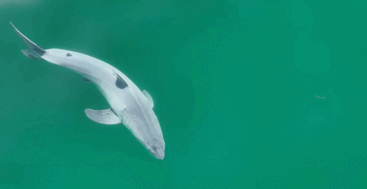 Впервые в истории. Учёным удалось снять на видео детёныша белой акулы