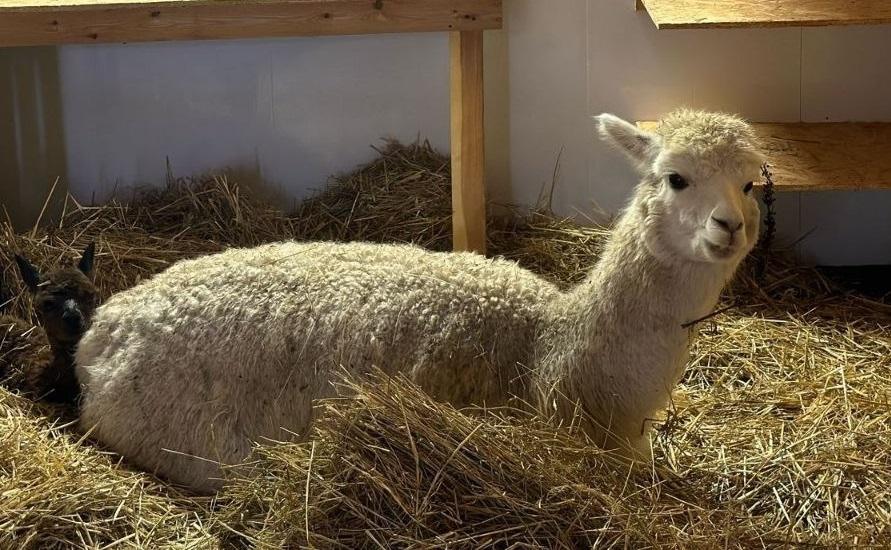 Европейские альпаки нашли приют в России