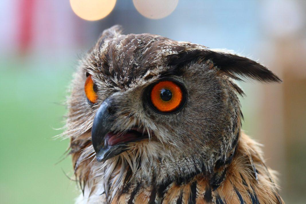 В Сочи живодер издевался над совой