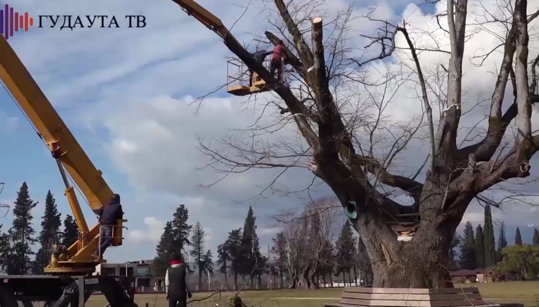 В Абхазии поставили капельницу полуторавековому дереву