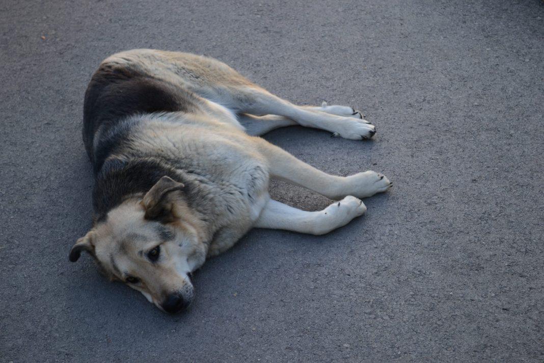 В Сочи устроили расправу над бездомными собаками: один человек задержан