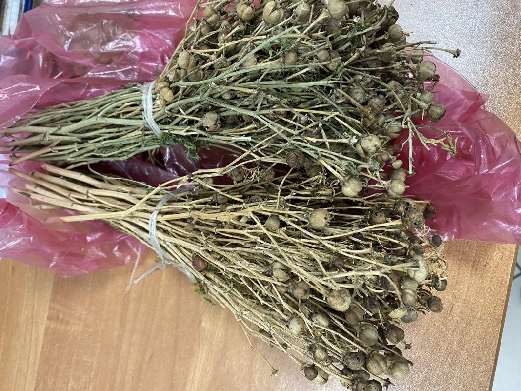 «Лечебная» трава не прошла таможню в аэропорту Сочи