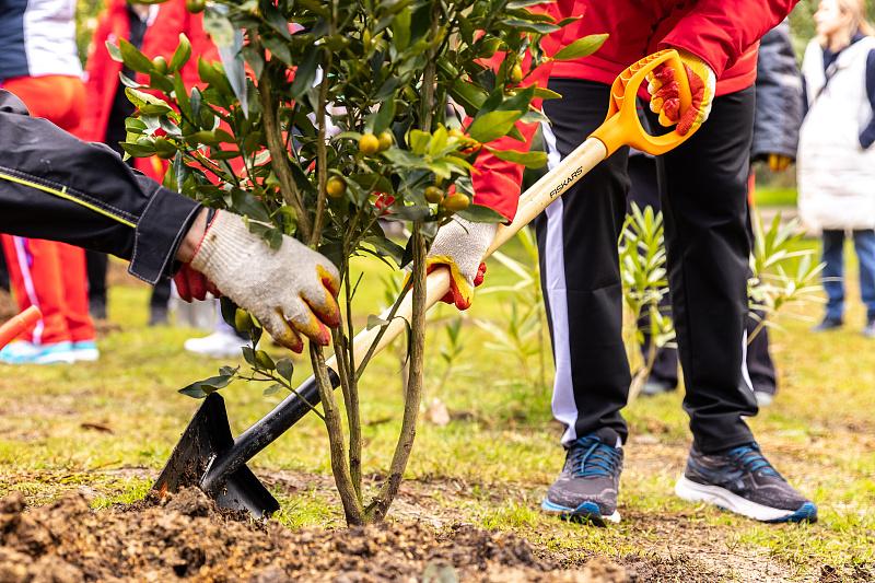 В Сочи олимпийские чемпионы высадили аллею цитрусовых