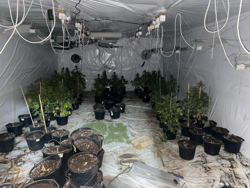 Сад конопли обнаружили полицейские у жителя Краснодарского края