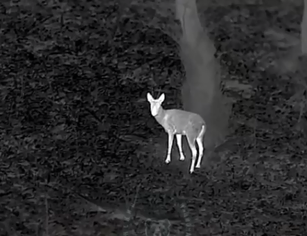 Госинспекторы поймали на камеру нервную лающую косулю в Сочи