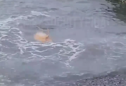 Мертвого дельфина выбросило на берег в Адлере — видео