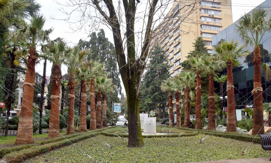 В Сочи высадили гигантские пальмы