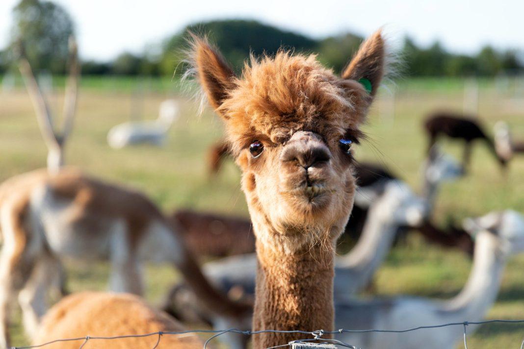 В Сочи появится новый «Альпака Парк»